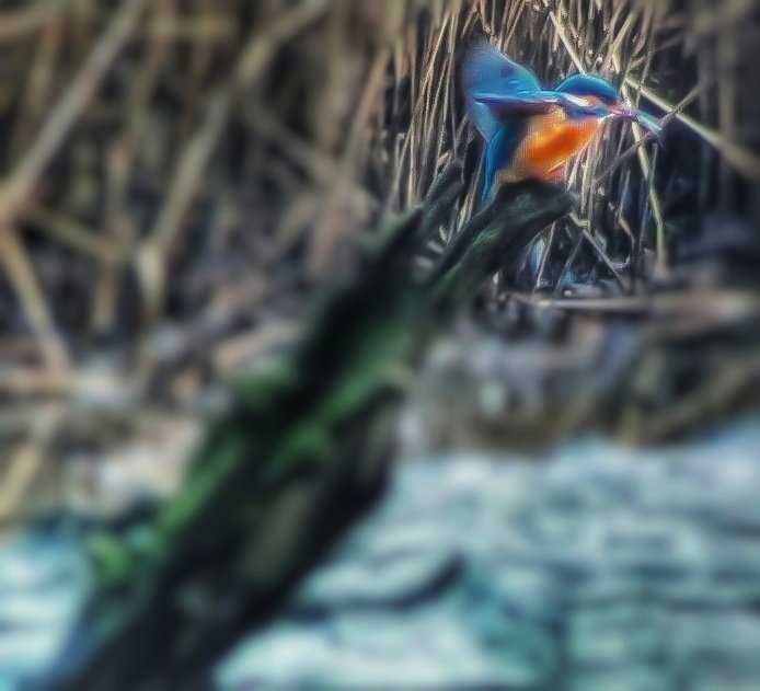 'The Kingfisher Ready For Take Off', Spinnies Nature Reserve, Nr Bangor (April 2019)